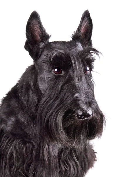 Retrato de terrier escocês preto — Fotografia de Stock