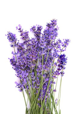 Taze lavanta çiçekleri