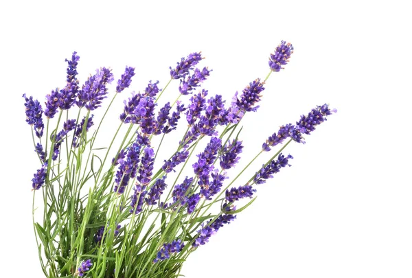 Flores frescas de lavanda — Fotografia de Stock