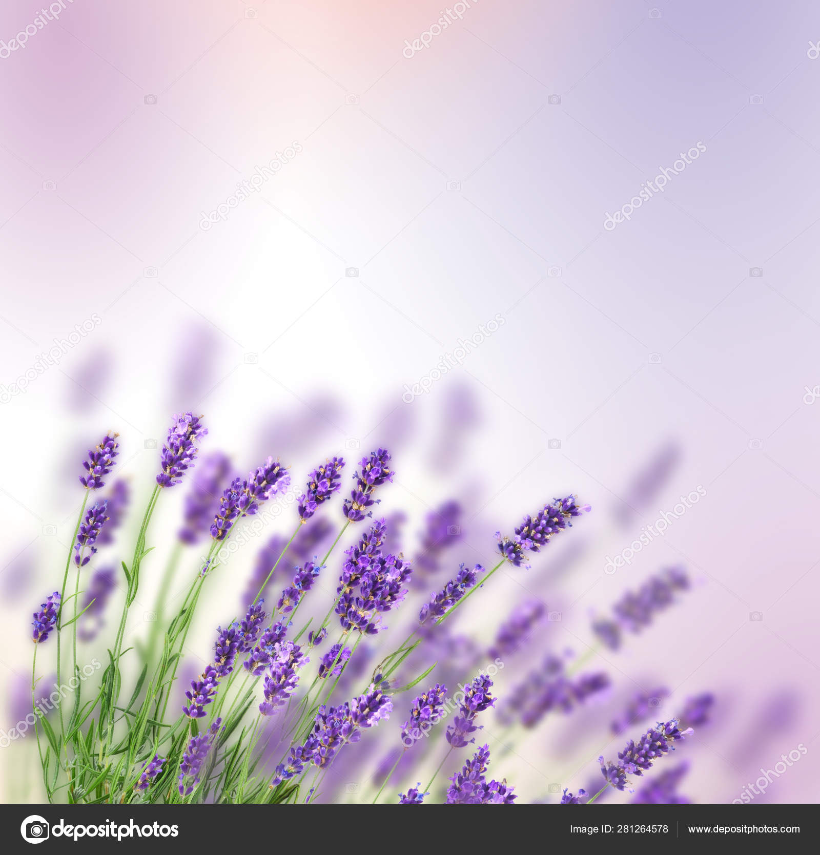 Beautiful lavender background Stock Photo by ©eAlisa 281264578