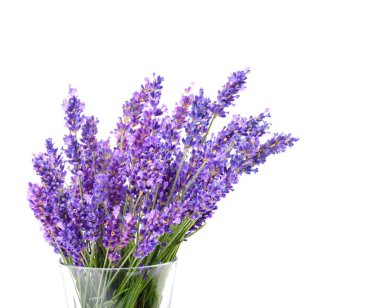 Güzel menekşe lavanta