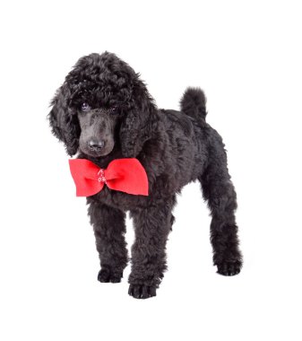 Siyah kaniş iki aylık köpek yavrusu