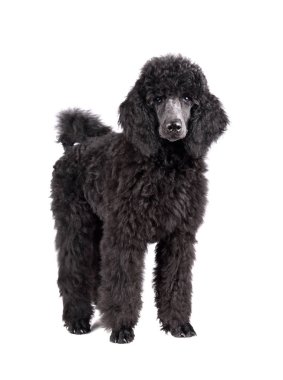 siyah kaniş köpek yavrusu
