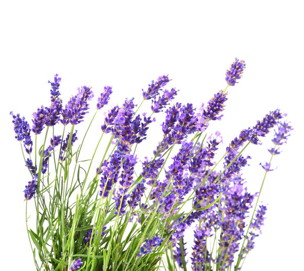 Fresh lavender flowers