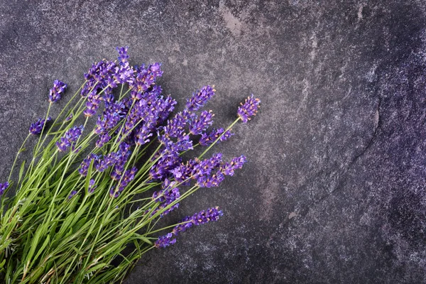 Flores frescas de lavanda — Fotografia de Stock