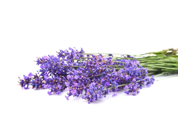 Beautiful violet lavender — Stock Photo, Image