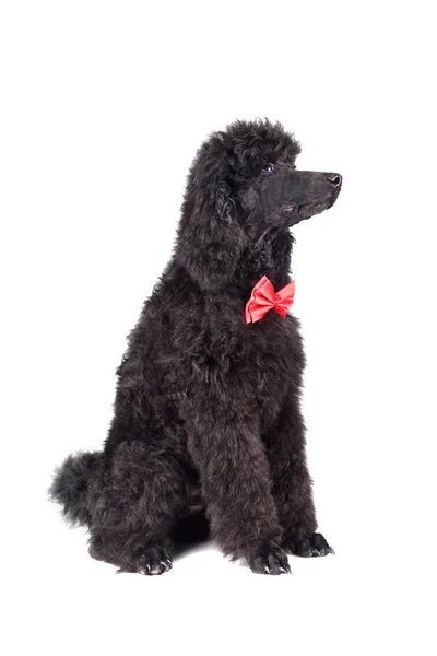 Cãozinho de três meses de poodle preto — Fotografia de Stock