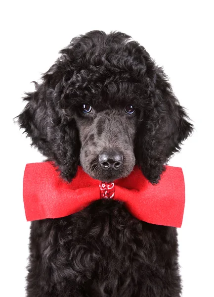 Portrait of black poodle puppy — Stock Photo, Image