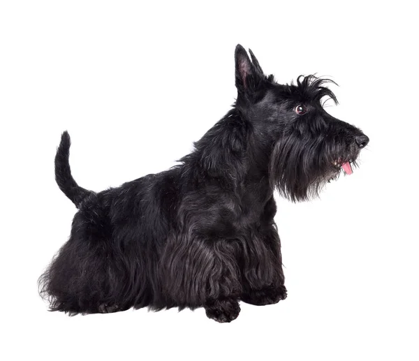 Filhote de cachorro terrier escocês preto — Fotografia de Stock