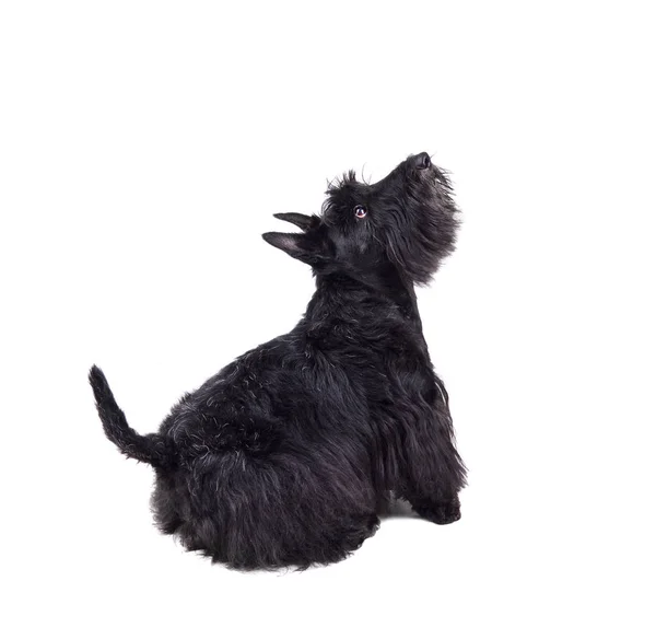Playing scotch terrier puppy — Stock Photo, Image
