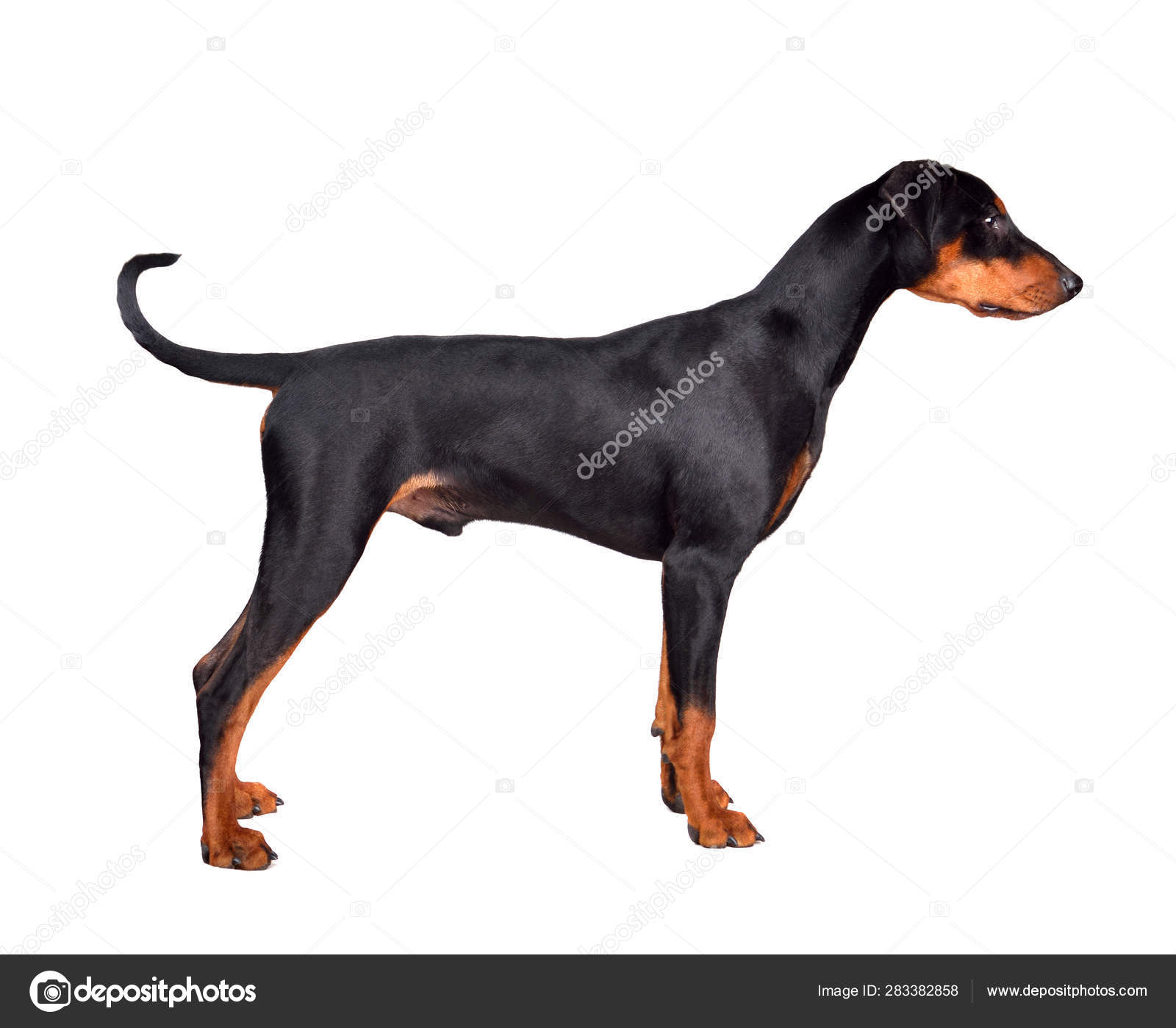Standing Doberman Pinscher puppy Stock Photo by ©eAlisa 283382858