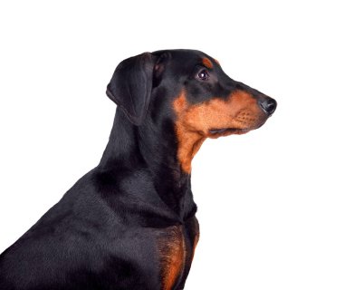 Doberman altı aylık köpek yavrusu