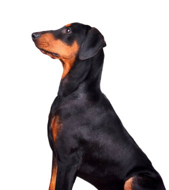 Oturan Doberman Pinscher köpek yavrusu