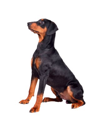 Doberman pinscher köpek yavrusu