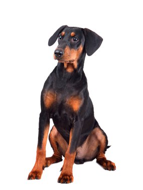 Oturan Doberman Pinscher köpek yavrusu