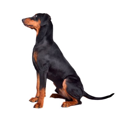 Doberman pinscher köpek yavrusu