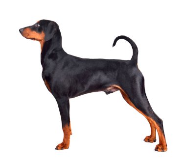 Ayakta Doberman Pinscher köpek yavrusu