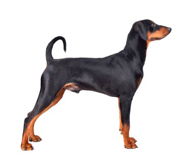 Ayakta Pinscher köpek yavrusu