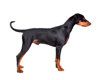 Ayakta Doberman Pinscher köpek yavrusu