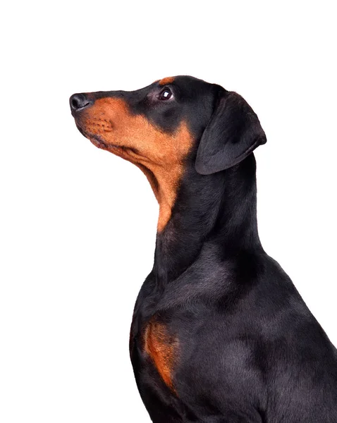 Porträt Dobermann Pinscher Welpe — Stockfoto