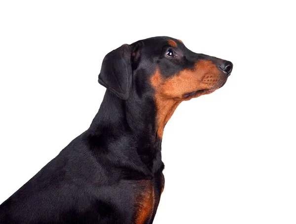 Porträt Dobermann Pinscher Welpe — Stockfoto