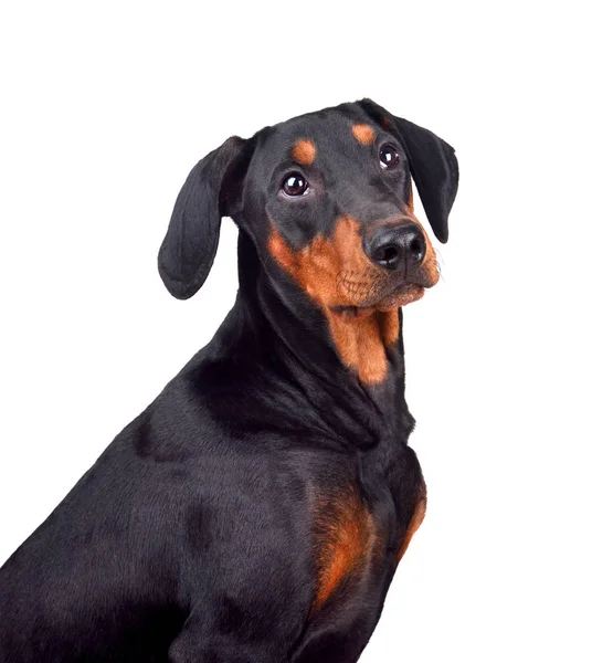 Dobermany pinscher szczeniak — Zdjęcie stockowe