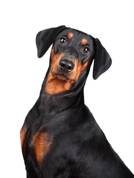 Brauner und schwarzer Pinscher — Stockfoto