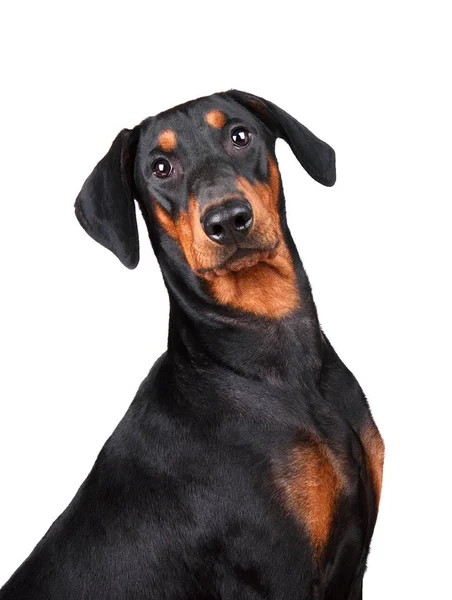 Porträt Dobermann Pinscher Welpe — Stockfoto