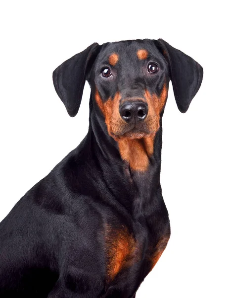 Cãozinho Doberman pinscher — Fotografia de Stock