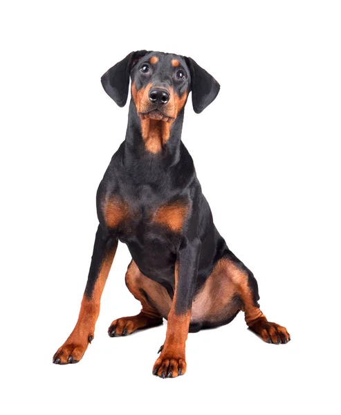 Doberman pinscher kiskutya — Stock Fotó