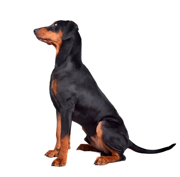 Dobermany pinscher szczeniak — Zdjęcie stockowe