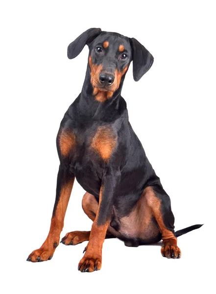 Hathónapos Doberman kiskutya — Stock Fotó