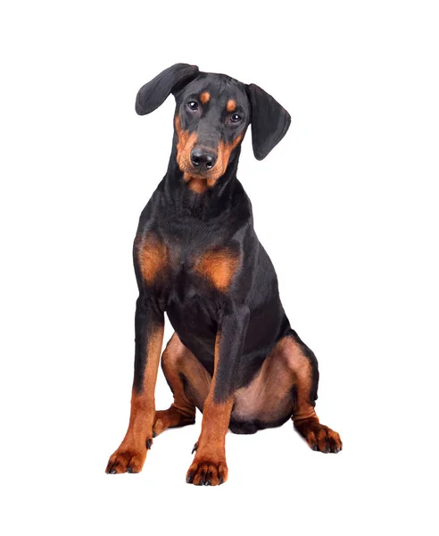 Doberman pinscher kiskutya — Stock Fotó