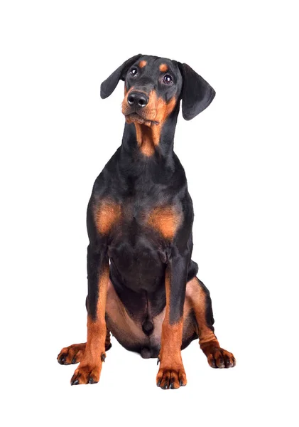Cãozinho Doberman pinscher — Fotografia de Stock