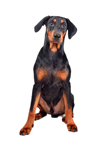 Six months old puppy of Doberman — Stock Photo, Image