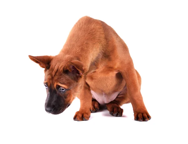 Valp av thailändsk Ridgeback — Stockfoto