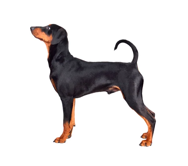 Staande Dobermann pinscher puppy — Stockfoto