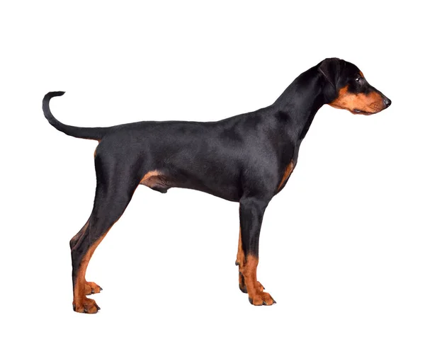 Cãozinho Doberman Pinscher em pé — Fotografia de Stock