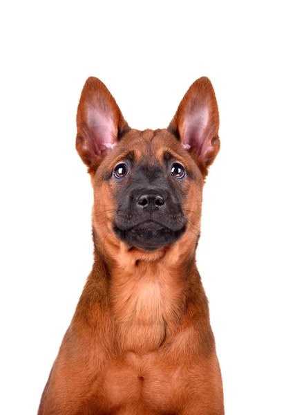 Портрет тайского щенка хребта — стоковое фото