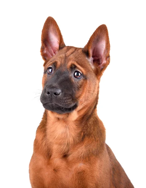 泰国脊背犬小狗的肖像 — 图库照片