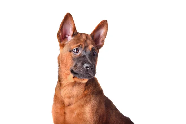 泰国脊背犬小狗的肖像 — 图库照片