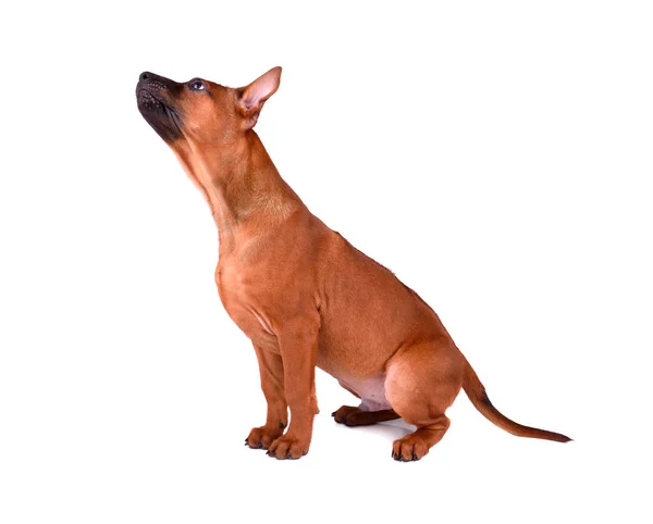 Sitzender thailändischer Ridgeback Welpe — Stockfoto