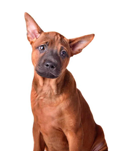 Porträtt av thai ridgeback valp — Stockfoto