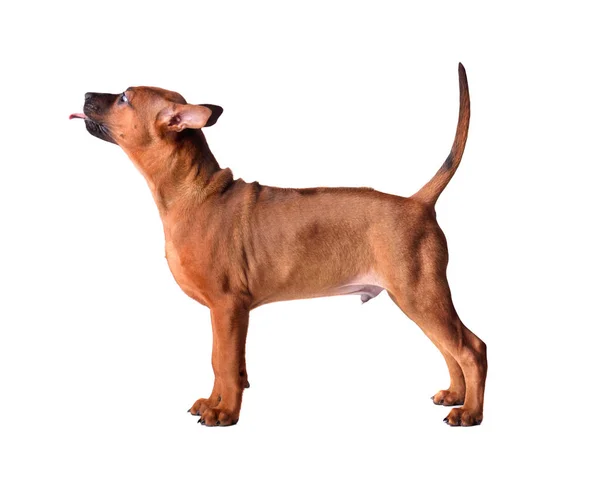 Staande Thaise Ridgeback puppy — Stockfoto