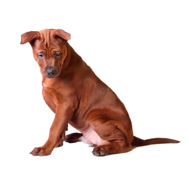 Tay ridgeback köpek yavrusu