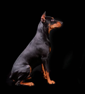 Oturan Doberman Pinscher