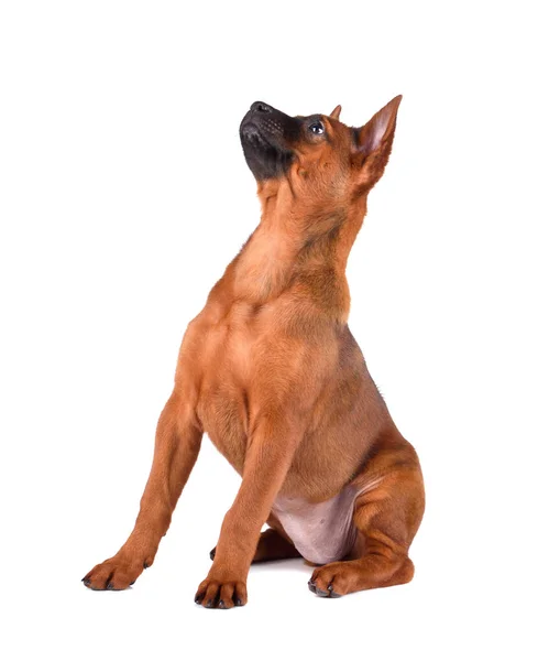 Schattige Thaise Ridgeback puppy — Stockfoto