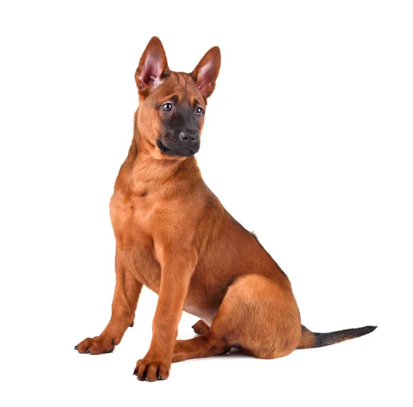 Thai ridgeback cucciolo — Foto Stock