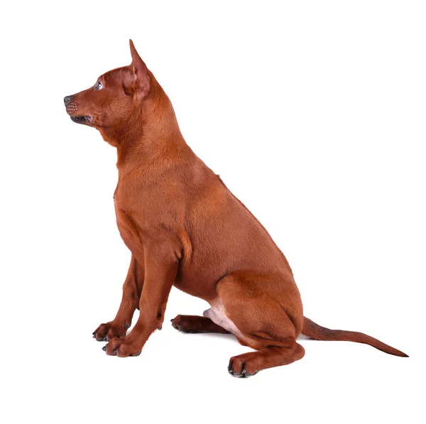 Chiot Thai Ridgeback assis — Photo