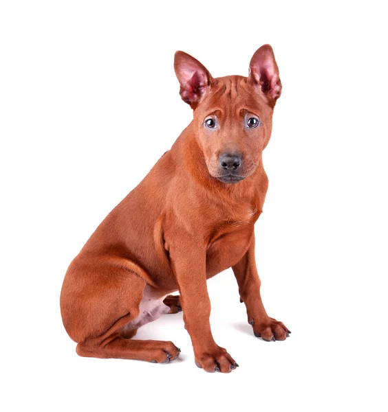 Thai ridgeback pup — Stockfoto